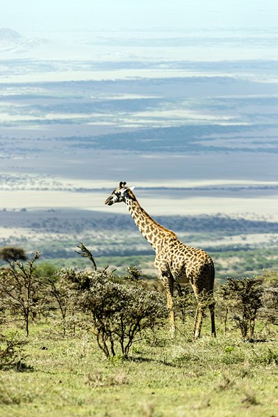 TZA ARU Ngorongoro 2016DEC23 061